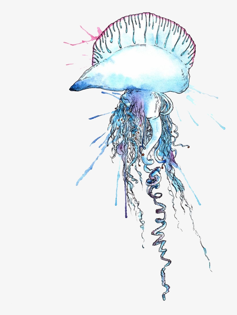 Free Png Blue Bottle Jellyfish Png Images Transparent - Portuguese Man O War Vector, transparent png download