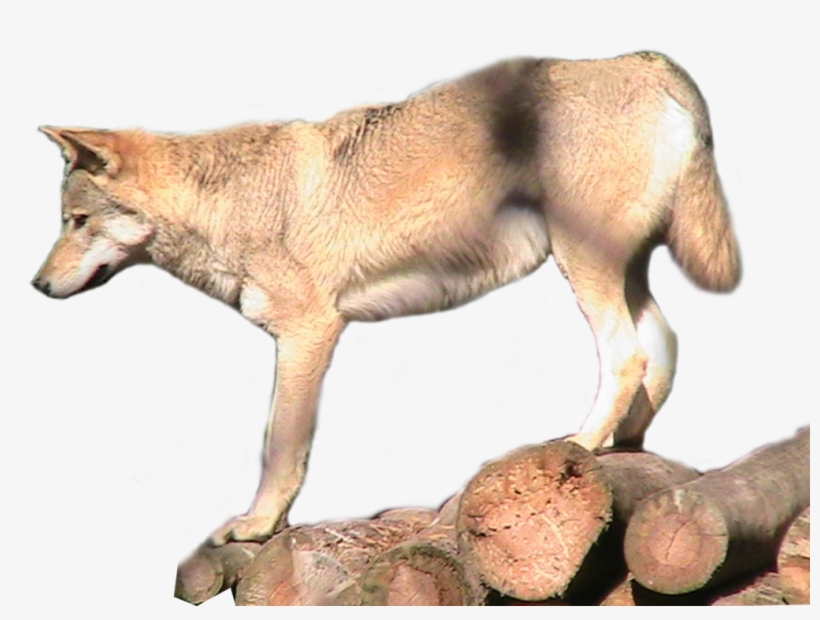 Grey Wolf Png Transparent Image - Wolf, transparent png download