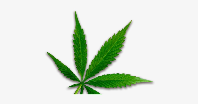 Weed - Maconha, transparent png download