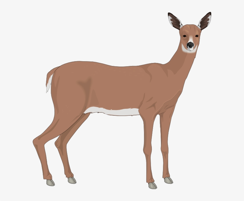 Staring Deer Png, Svg Clip Art For Web - Doe Deer Clip Art, transparent png download