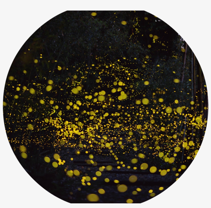 Fireflies By Tsuneaki Hiramatsu 4 - Oak Ridge Wildlife Management Area Firefly, transparent png download