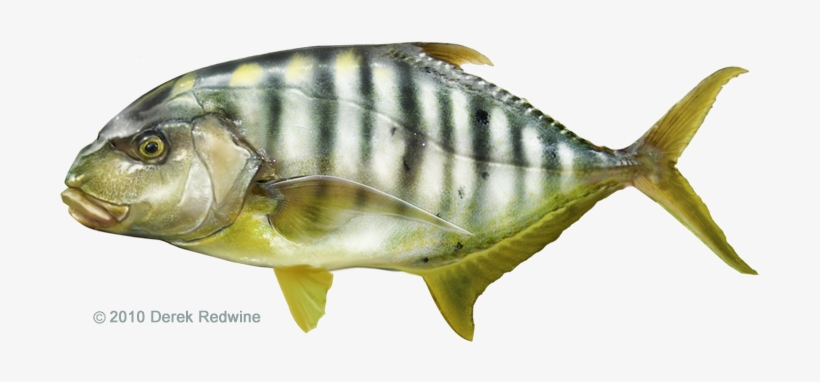All-tackle World Records - Golden Trevally Png, transparent png download