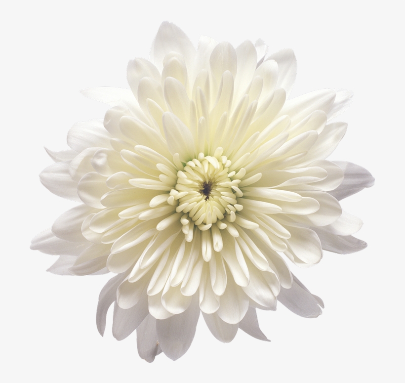 Chrysanthemum Clip Art Transparent, transparent png download