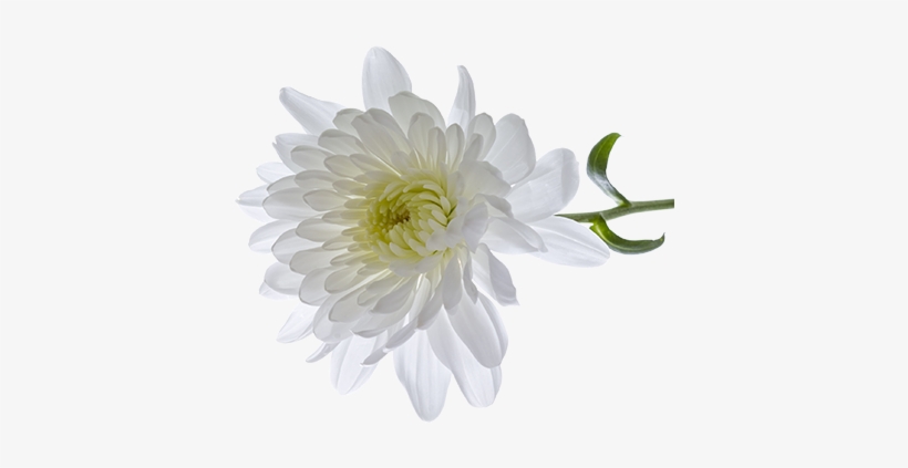 Chrysanthemum Transparent Png - Chrysanthemum Png, transparent png download