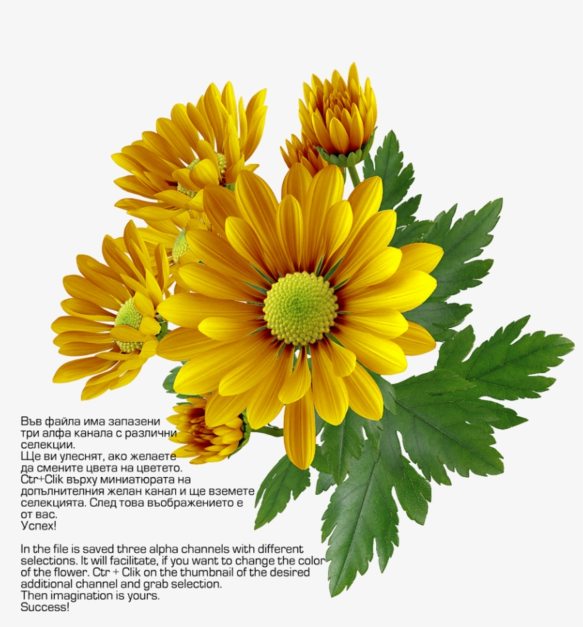 Chrysanthemum By Hrtddy On Deviantart Banner Black - Chrysanthemum Png, transparent png download