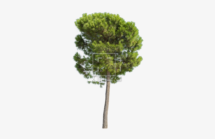 Parent Category - Tree Tall, transparent png download