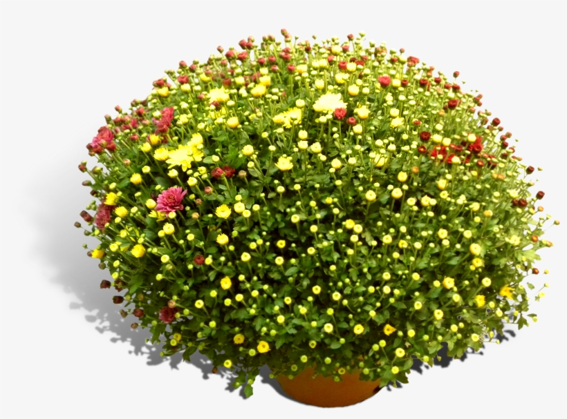 Bolchrysant Quatro 21cm Productfoto Shadow - Common Zinnia, transparent png download