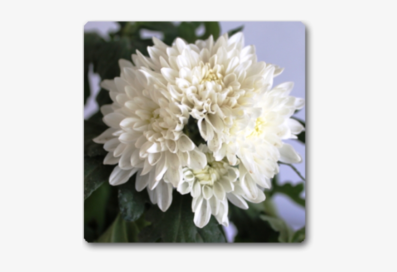 Chrysanthemum, transparent png download