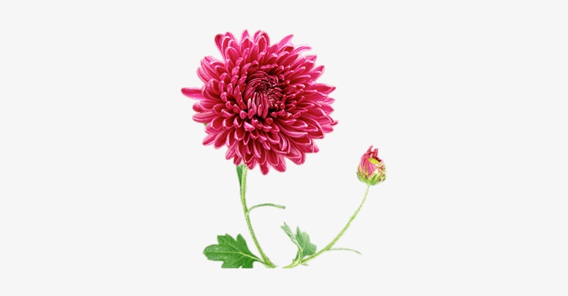Chrysanthemum - Chrysanthemum Flower, transparent png download