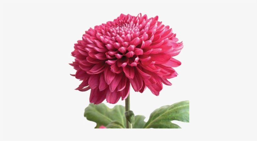 Vavasseur Fleur- Caring For Your Flowers - Chrysanthemum Transparent, transparent png download