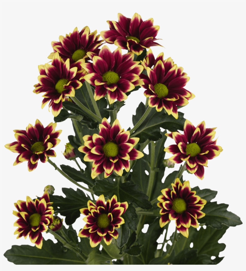 Click Here To Download Low Resolution Images - Chrysanthemum Haydar Yellow, transparent png download