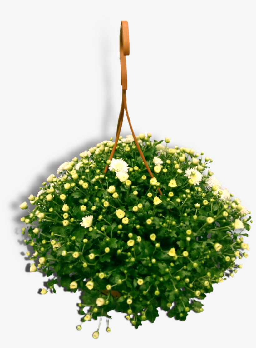 Bolchrysant Skyfall Hang Productfoto Shadow - Png Flowers Which Hang, transparent png download