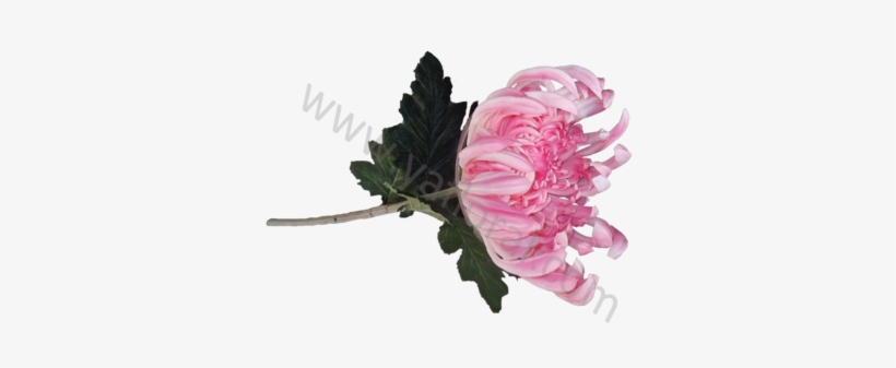 Chrysanthemum Flower Wholesale Pu Artificial Plant - Chrysanthemum, transparent png download