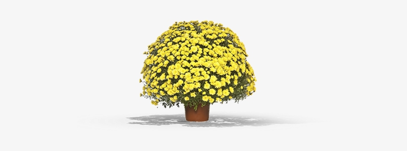 29 Pm 61290 Chrysanthemum1 T 8/20/2017 - Flowerpot, transparent png download