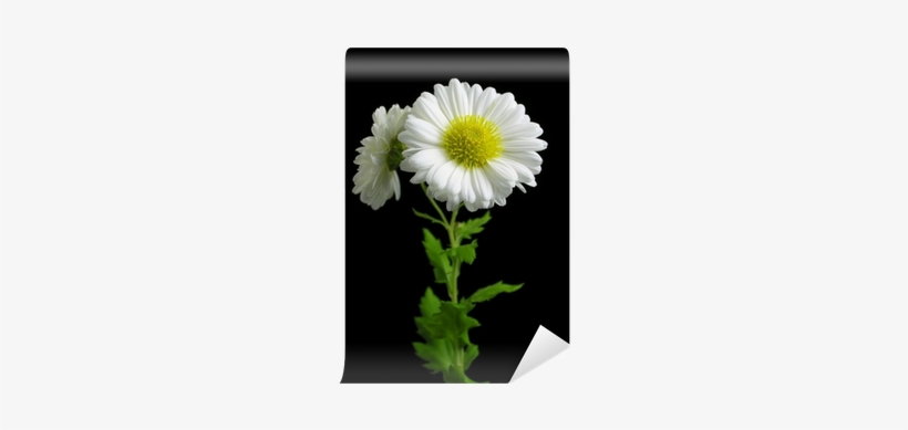 Chrysanthemum Morifolium Wall Mural • Pixers® • We - Chrysanthemum, transparent png download