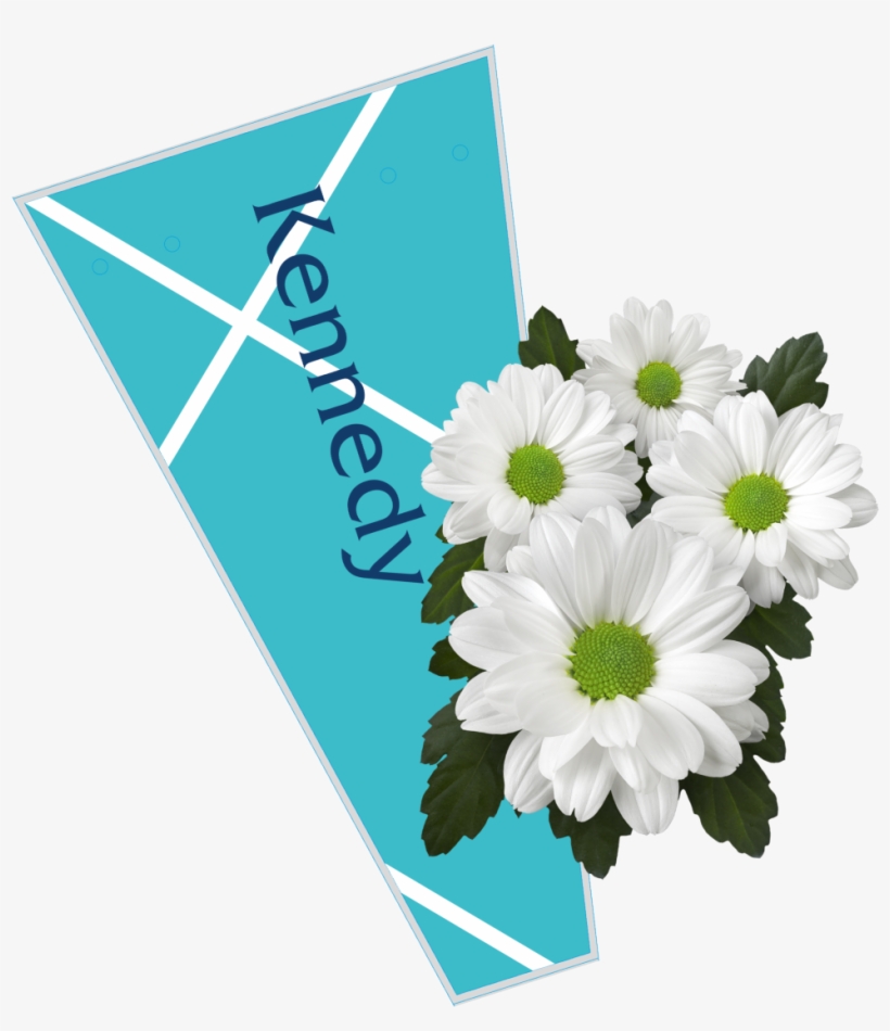 The Colour Is A Perfect Match With The White Colour - African Daisy, transparent png download