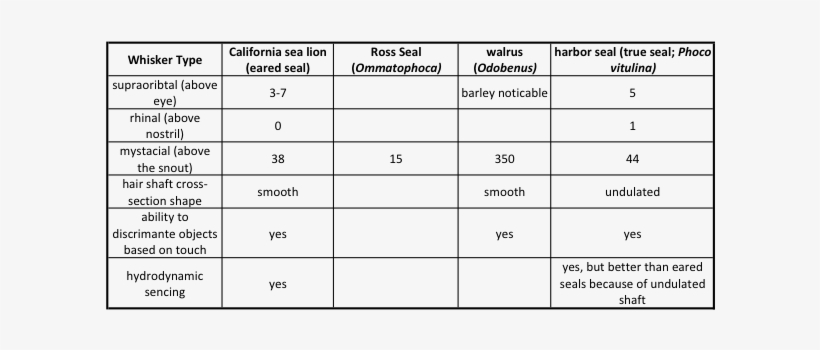 Summary Of Whisker Types Of Various Pinnipeds - Jet Fuel Burning Temperature, transparent png download