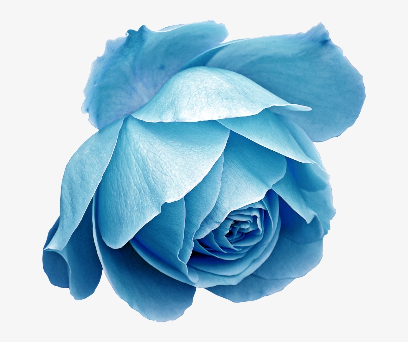 Publicat De Eu Ciresica La - Blue Rose, transparent png download