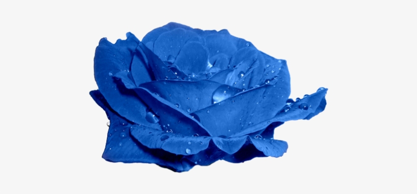 Visit - Blue Colour Rose Pic In Hd, transparent png download