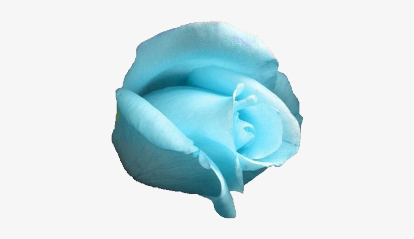 Blue Rose - All Colour Rose Image Download, transparent png download