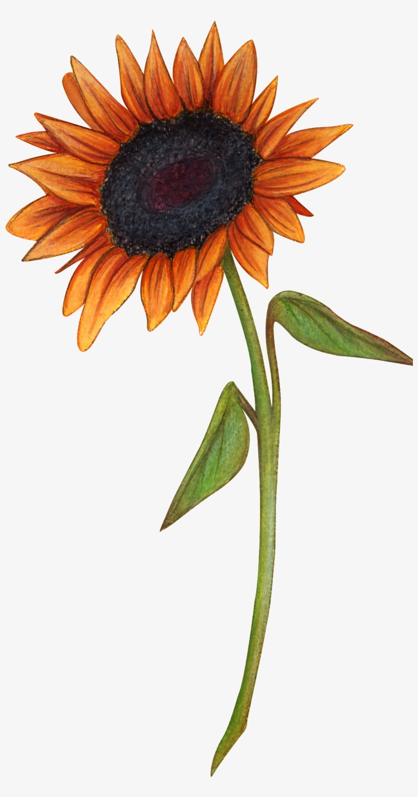 Hand Drawn A Sunflower Png Transparent - Portable Network Graphics, transparent png download