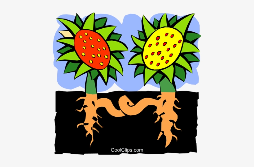 Sunflower And Roots - Quadratic Equation, transparent png download