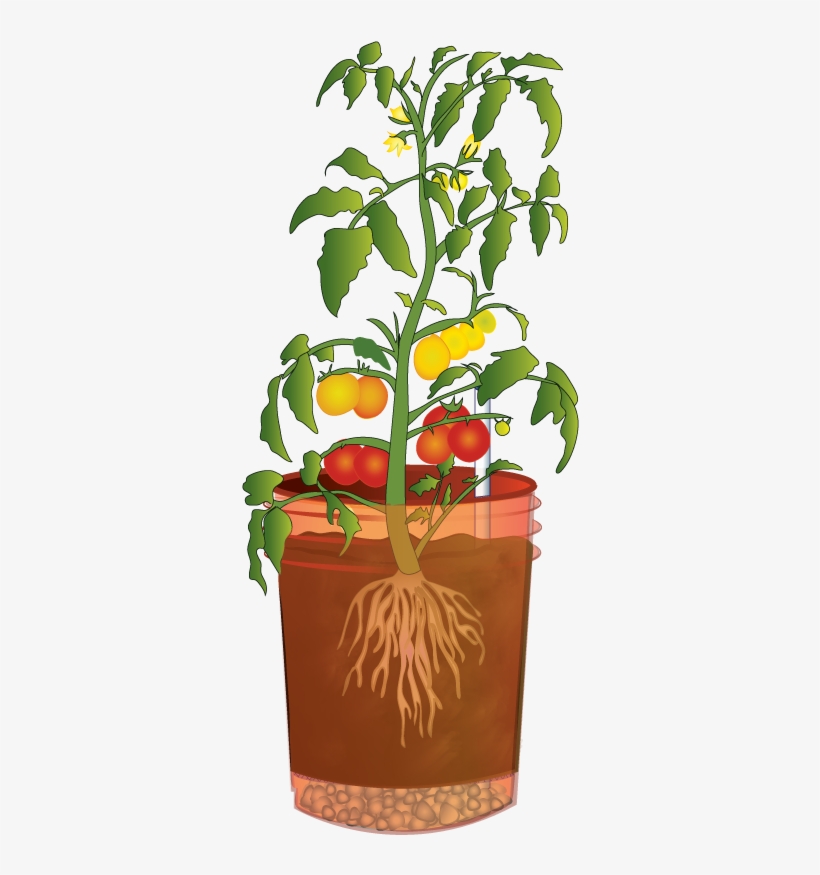 You Will Leave With A Recycled Bucket Containing A - Container Garden, transparent png download