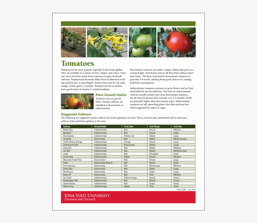 1 Alt - Tomato, transparent png download