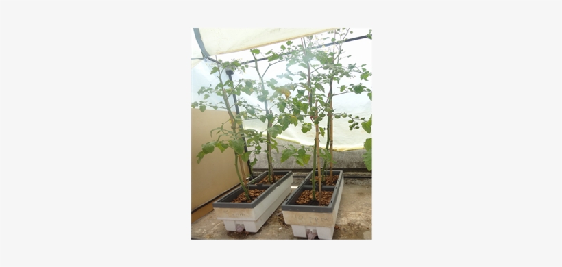 Plants Of Cherry Tomato In Biotop Device - Tree, transparent png download