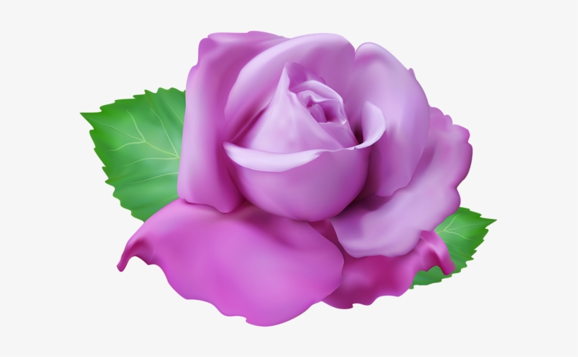 0, - Floribunda, transparent png download