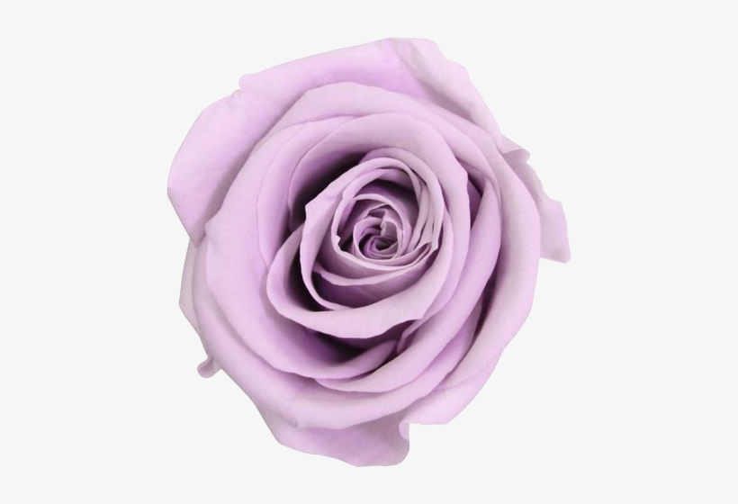 La Raffinée With 16 Eternal Roses - Lilac Verdissimo, transparent png download