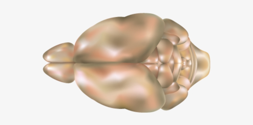 Rat Brain Clipart - Rat Brain Clip Art, transparent png download