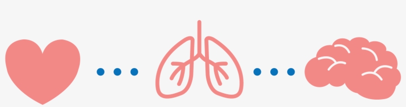 Exercise Affects The Brain On Multiple Fronts - Physical Health Transparent Background, transparent png download