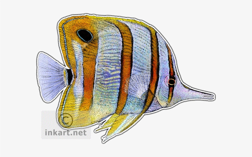 Copperband Butterfly Fish Decal - Copperband Butterfly Fish Throw Blanket, transparent png download