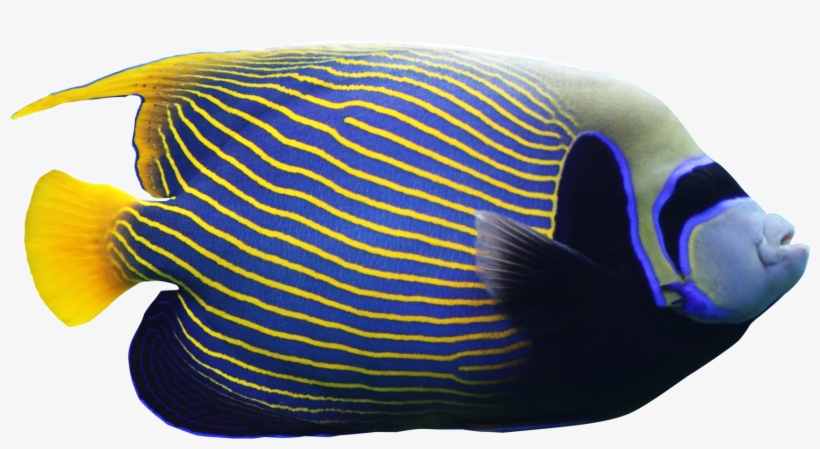 Cathedral Of Christ The Light, transparent png download