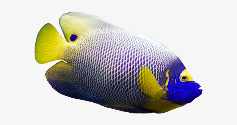 under the sea fishes