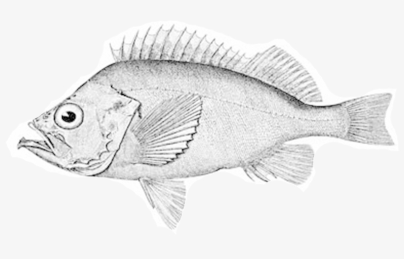 Bluegill Drawing Ocean Fish - Ca Mù Làn, transparent png download