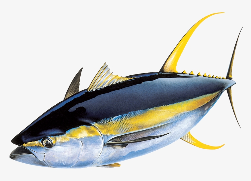 Ocean Image - Tuna Fish, transparent png download