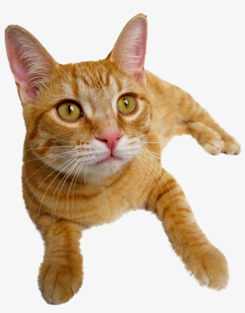 Problem-based Feline Medicine By Jacquie Rand, transparent png download