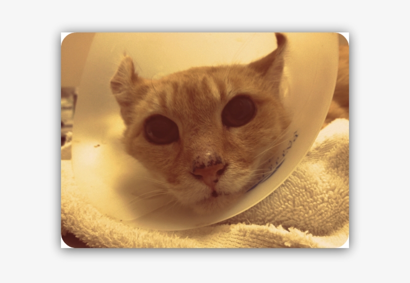 Beebop - Arabian Mau, transparent png download