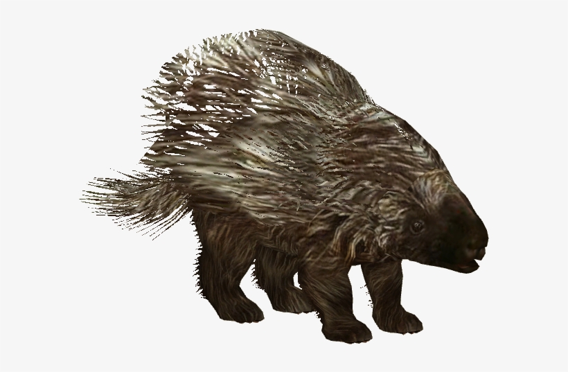 American Porcupine - California, transparent png download