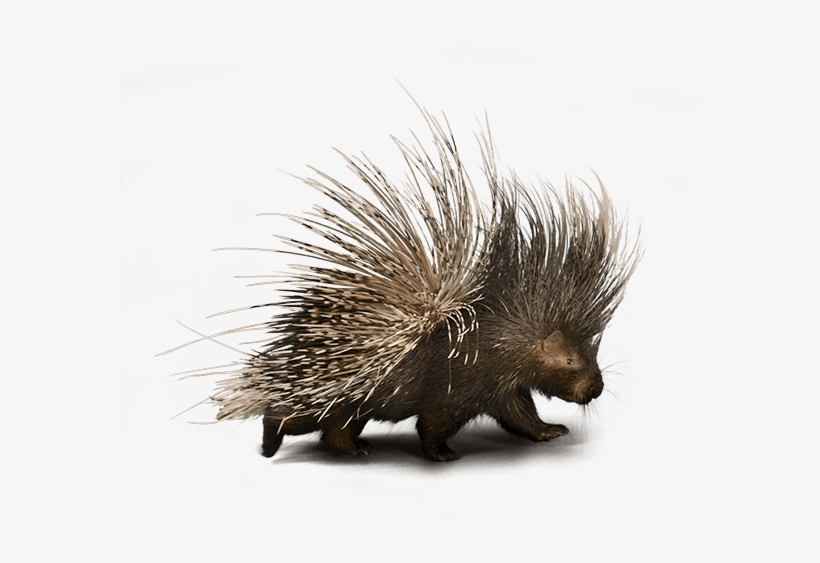 We're Making Some Exciting New Changes We Expect To - European Hedgehog, transparent png download