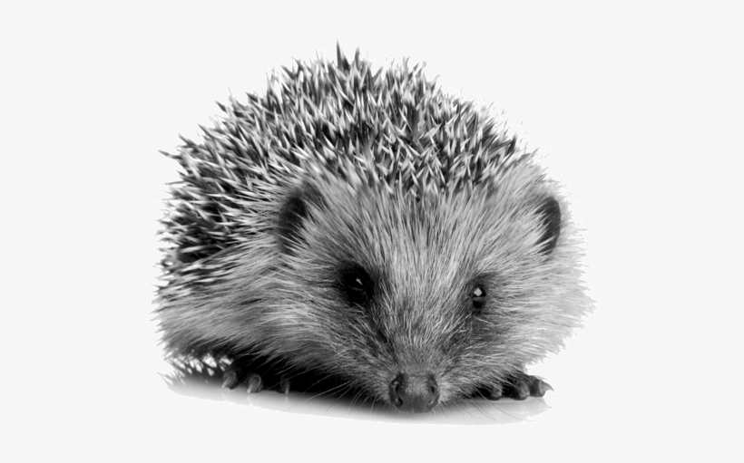 I Would Like A Hedgehog For My Garden Where Can I Get - Hedgehog Food Chain, transparent png download