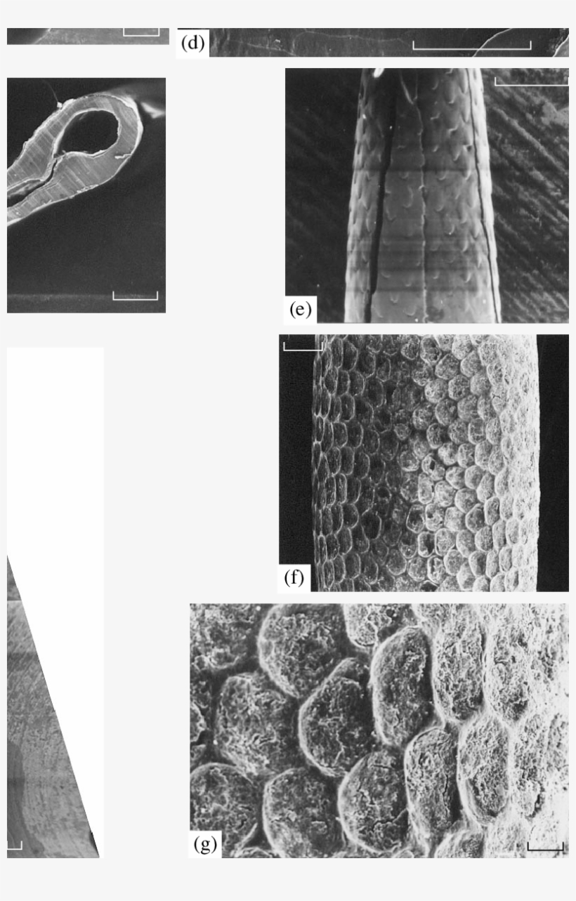 Structure Of Spines In The Long-tailed Porcupine T - Porcupine, transparent png download
