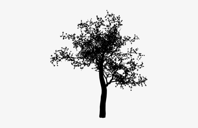 Cherry Blossom Tree Png, transparent png download