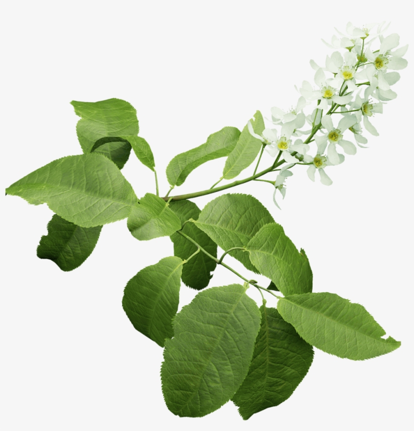Bird Cherry - Oriental Cherry Foliage Png, transparent png download