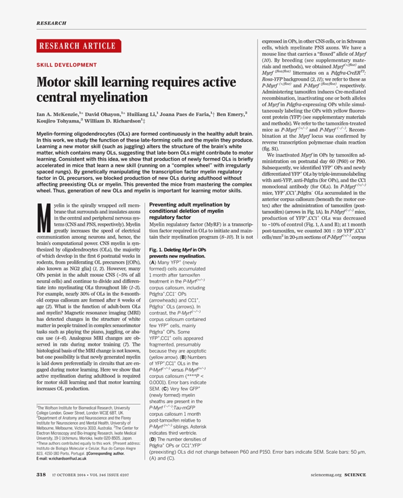 Concentracion De Bicicletas, transparent png download