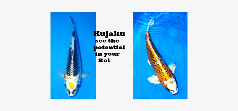 Koi We Breed And Sell At Windsor Fish Hatchery - Koi, transparent png download