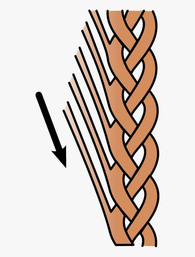 Lace Braid Graphic - Braid, transparent png download