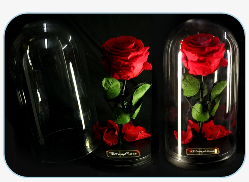 Forever-rose In The Glass Dome From The Movie Beauty - Garden Roses, transparent png download
